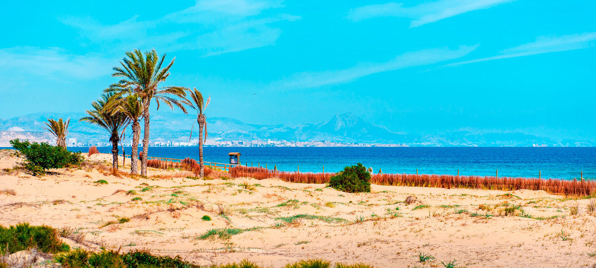 basar-xines-en-los-arenales-del-sol-alicante